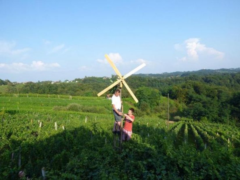 Cestički vinogradari na Falinić bregu danas podižu klampotic