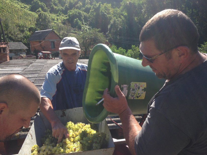 FOTO: Kolektivna berba grožđa na Vinica Bregu