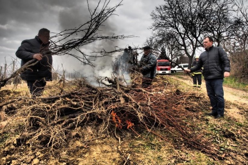 Breznički Hum: Zbog fitoplazme Vinarija Šafran uništila 6.625 trsova