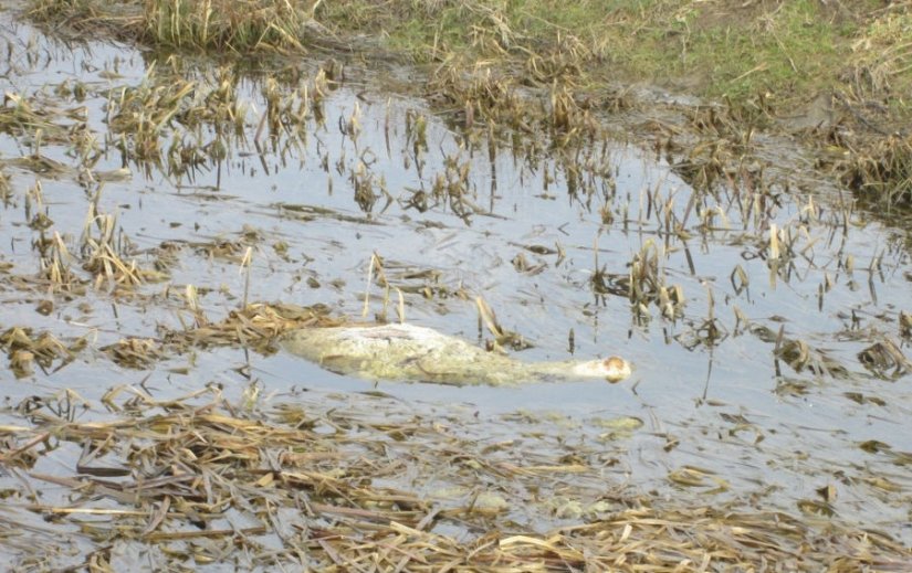 Uklonjene lešine ovaca iz potoka Matačina i Pojatno na ivanečkom području