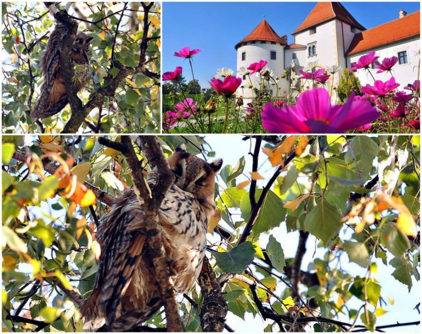 FOTO Varaždinski Stari grad ima nove stanovnike - male ušare koje su pozirale našem fotografu