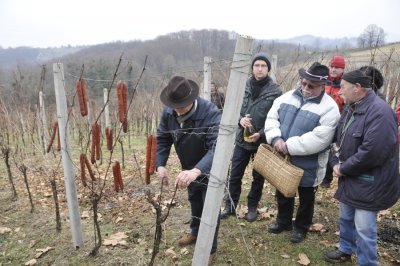 Udruga vinogradara Varaždinbreg Vincekovo slavi u Zlatnim goricama