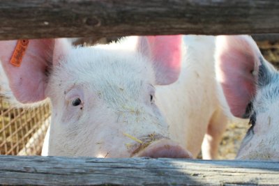 Afrička svinjska kuga potvrđena u Srbiji – u Hrvatskoj na snazi preventivne mjere