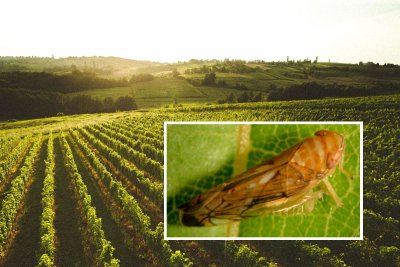 ZLATNA ŽUTICA &quot;Vinogradarstvo će sigurno opstati, samo je pitanje u kojoj mjeri&quot;