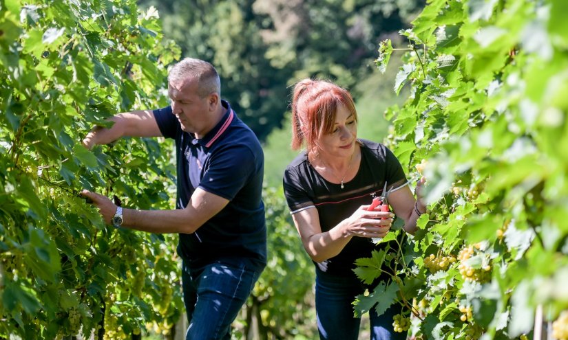 Održana 4. Županijska berba, domaćin berbe vlasnik vinotočja u Općini Cestica Marijan Županić