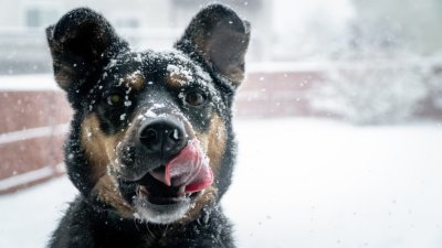 Grad Lepoglava uputio važnu obavijest vlasnicima pasa - neodgovornima novčane kazne!