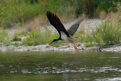 Uz Dravu i Muru čak 75 ugroženih životinjskih vrsta, a ugrožene i biljne