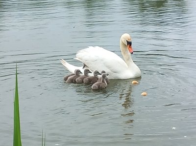 FOTO Labudovi poslije kiše: Druženje mlade obitelji labudova kod Drave