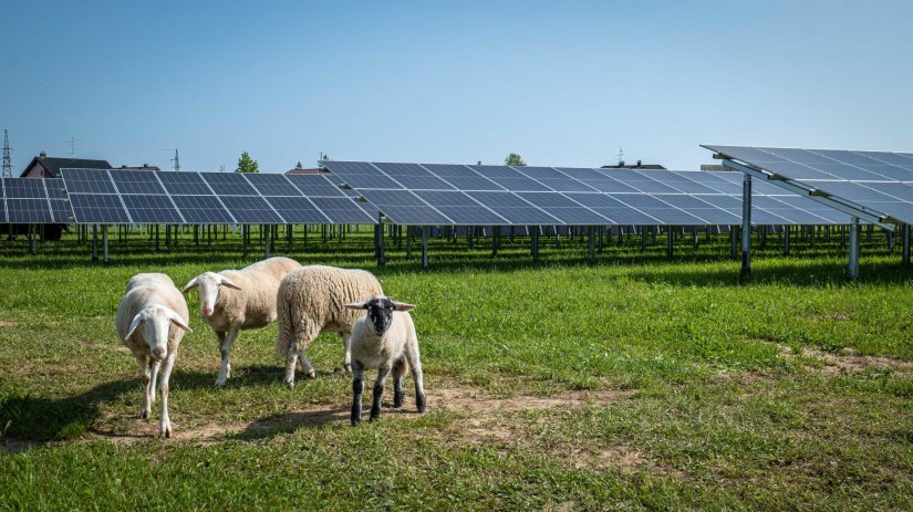 Agrosolarne elektrane mogle bi učiniti RH samodostatnom, a u Ivancu se gradi prva!