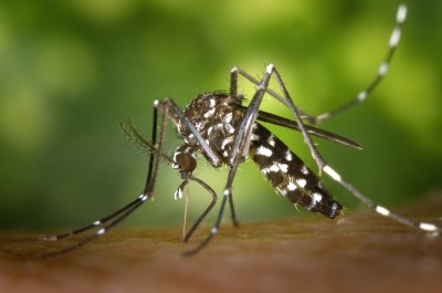 Ponovno tretiranje komaraca u Varaždinu, pogledajte raspored