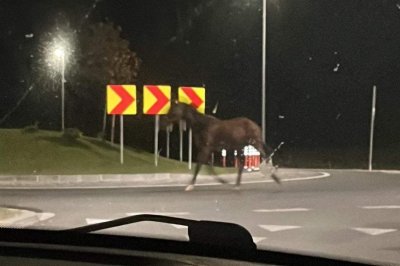 Konj bez vlasnika lutao u noći kod rotora za Motičnjak