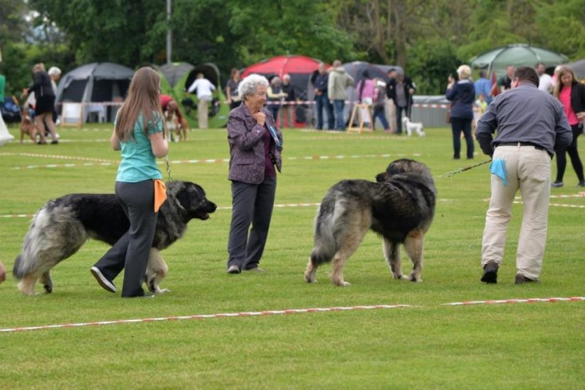 World Dog Show: Varaždin domaćin tri specijalne izložbe pasa