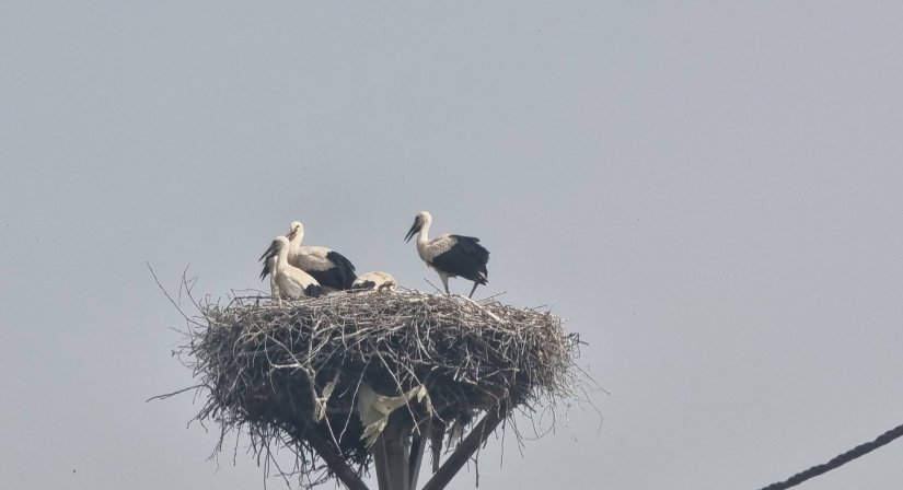 FOTO Gužva u gnijezdima roda Varaždinske županije