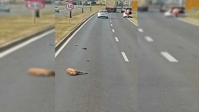 Auto naletio na srnu kod kružnog toka prema Luminiju!