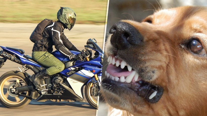 Vozio se na motociklu kada su na njega krenula dva psa, jednog je udario vozilom