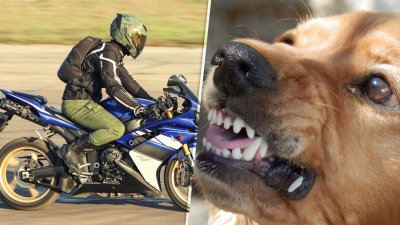 Vozio se na motociklu kada su na njega krenula dva psa, jednog je udario vozilom