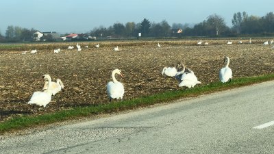 Neobičan prizor u Hrženici oduševio mještane i prolaznike