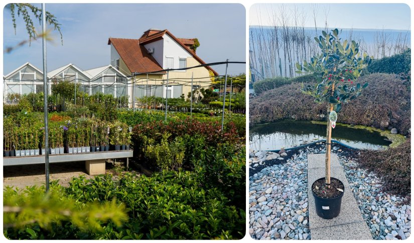 VRTNI CENTAR IVA Povodom 25. rođendana poklanjamo Vam predivnu biljku &quot;Ilex na štapu&quot;