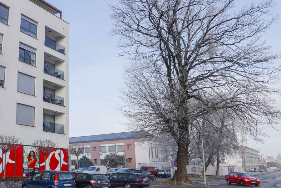 stablo_ivanec_1.jpg