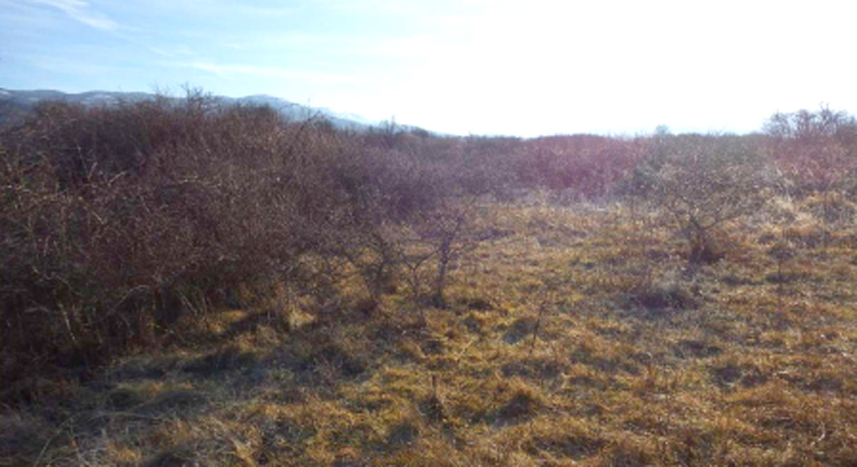 PASNJACI-07.jpg