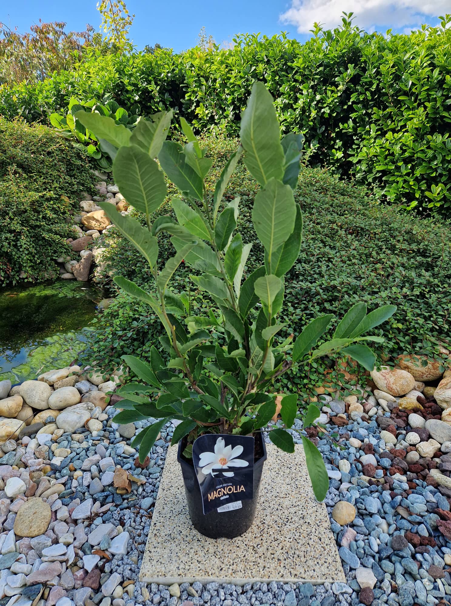 magnolija_stellata.jpg