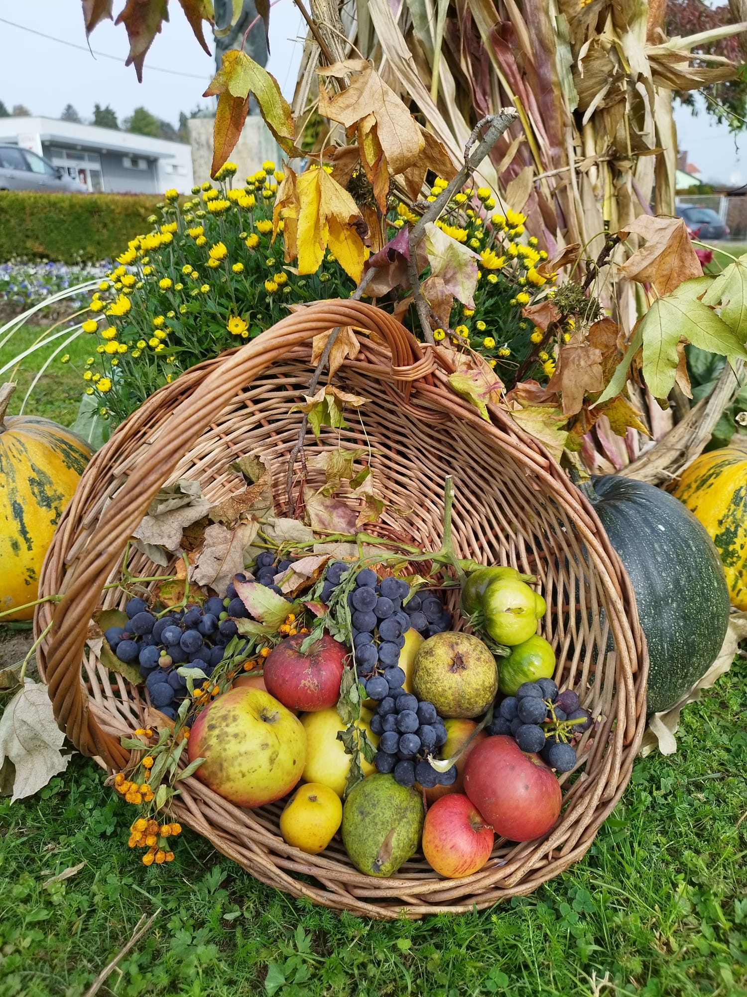 vinica_jesen_cvijece_24102022_4.jpeg