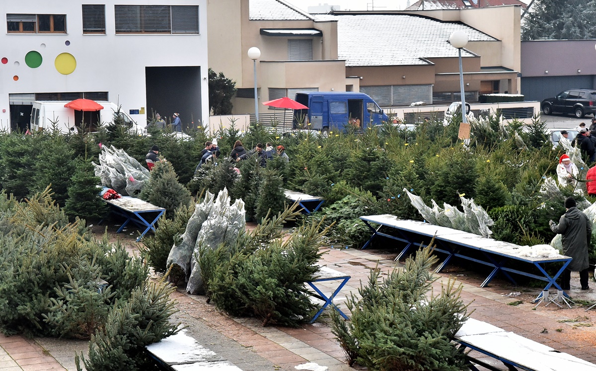 prodaja_borova_varazdin_banfica_17122022_4.JPG