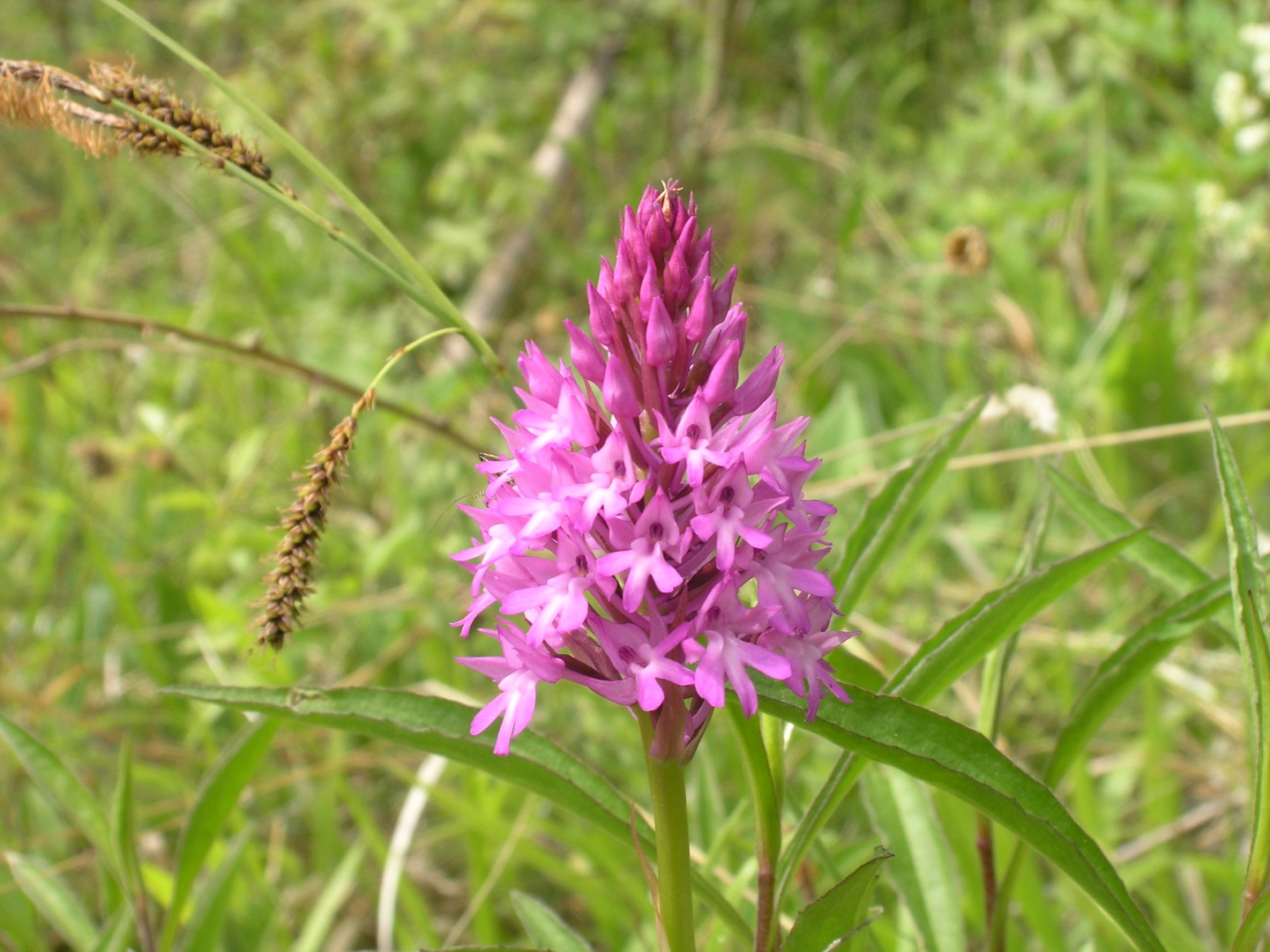 9_Anacamptis_pyramidalis.JPG